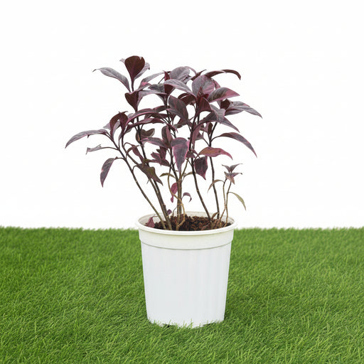 Black varnish Tricolor "Pseuderanthemum" - Greensouq - 