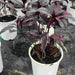Black varnish Tricolor "Pseuderanthemum" - Greensouq - 