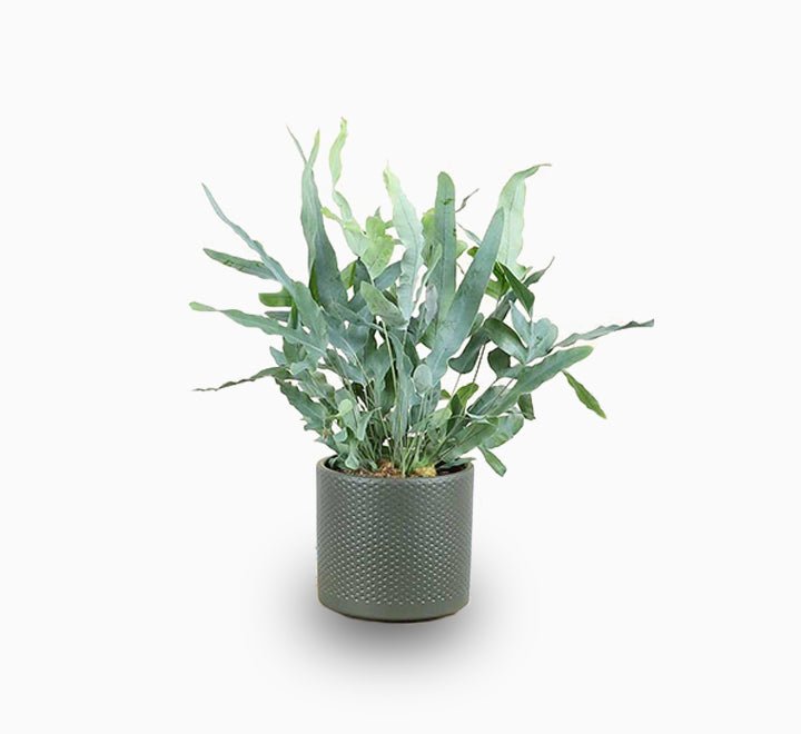 Blue Star Fern - Greensouq - 