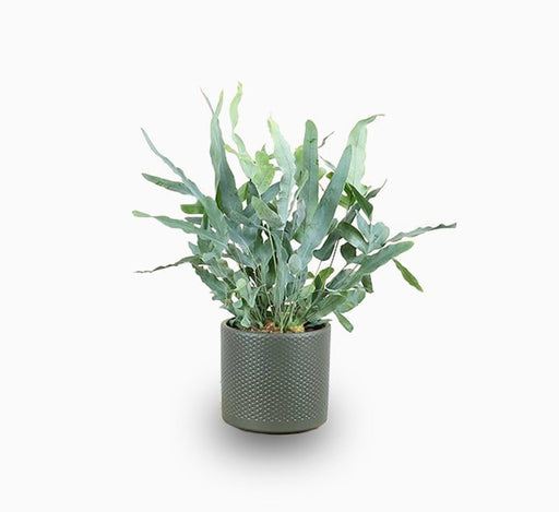 Blue Star Fern - Greensouq - 