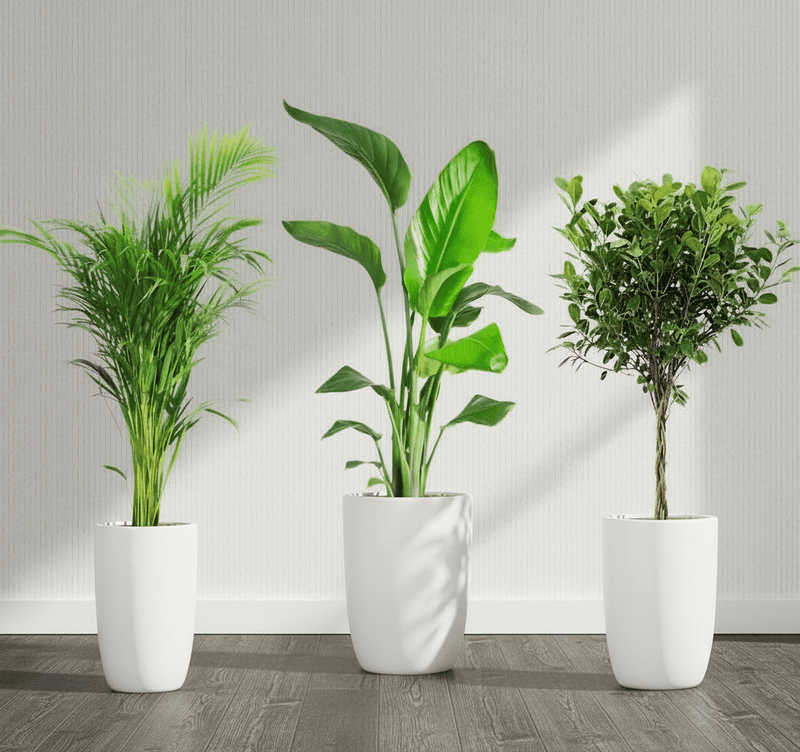 Botanical Elegance Bundle (1xAreca 1m - 1.2m)(1xFicus twisted 1m - 1.2m)(1xBird of Paradis 1.2 - 1.5m) in Ceramic Pot - Greensouq - 
