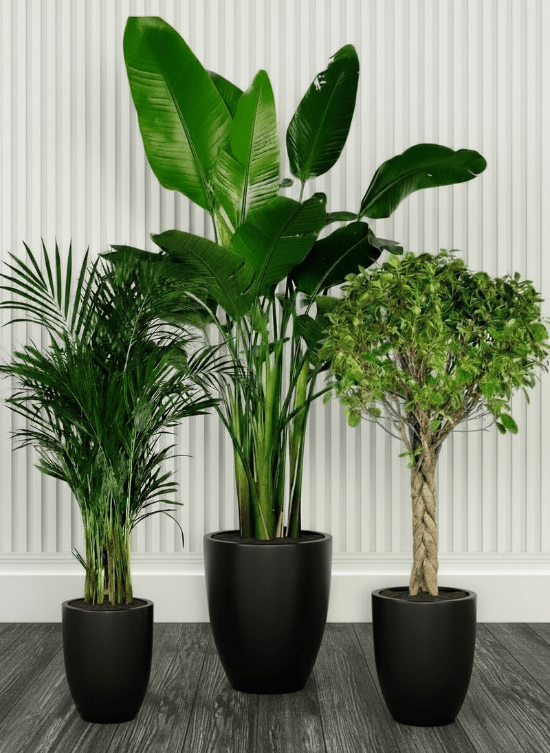 Botanical Elegance Bundle (1xAreca 1m - 1.2m)(1xFicus twisted 1m - 1.2m)(1xBird of Paradis 1.2 - 1.5m) in Ceramic Pot - Greensouq - 