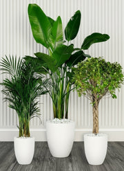Botanical Elegance Bundle (1xAreca 1m - 1.2m)(1xFicus twisted 1m - 1.2m)(1xBird of Paradis 1.2 - 1.5m) in Ceramic Pot - Greensouq - 