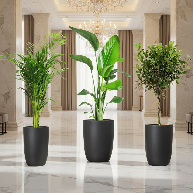 indoor plant pots dubai UAE's Botanical Elegance Bundle