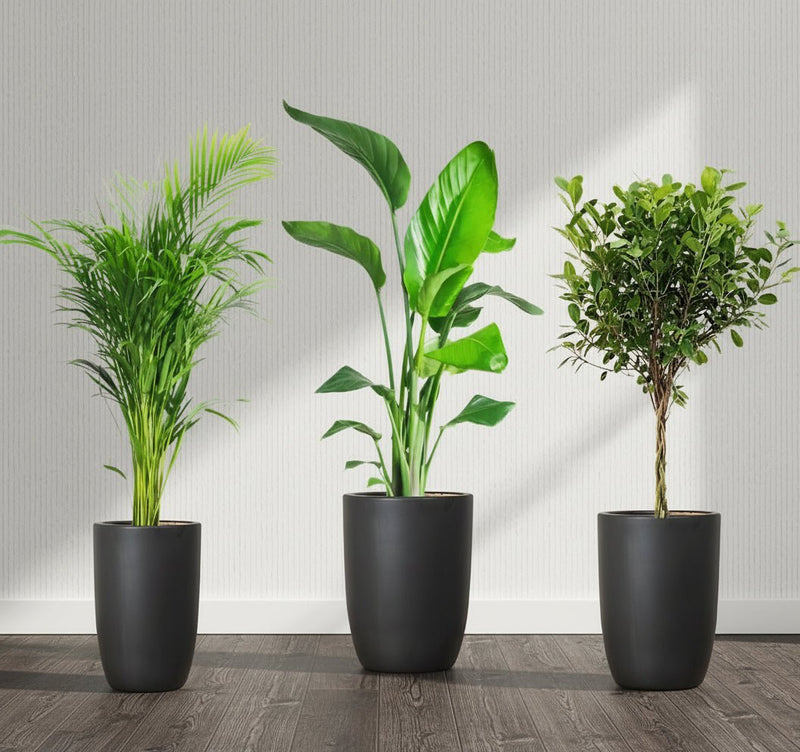 Botanical Elegance Bundle (1xAreca 1m - 1.2m)(1xFicus twisted 1m - 1.2m)(1xBird of Paradis 1.2 - 1.5m) in Ceramic Pot - Greensouq - 