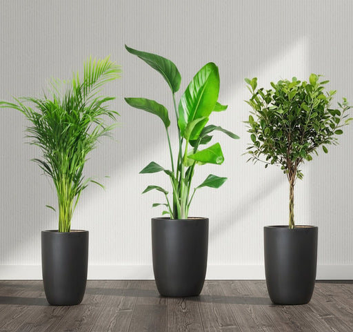 Botanical Elegance Bundle (1xAreca 1m - 1.2m)(1xFicus twisted 1m - 1.2m)(1xBird of Paradis 1.2 - 1.5m) in Ceramic Pot - Greensouq - 