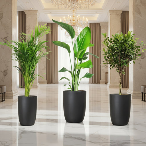 Botanical Elegance Bundle (1xAreca 1-1.2m Ficus twisted 1-1.2m 1xBird of Paradis 1.2-1.5m) in Ceramic Pot - Greensouq -