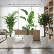Botanical Elegance Bundle (1xAreca 1-1.2m Ficus twisted 1-1.2m 1xBird of Paradis 1.2-1.5m) in Ceramic Pot - Greensouq -