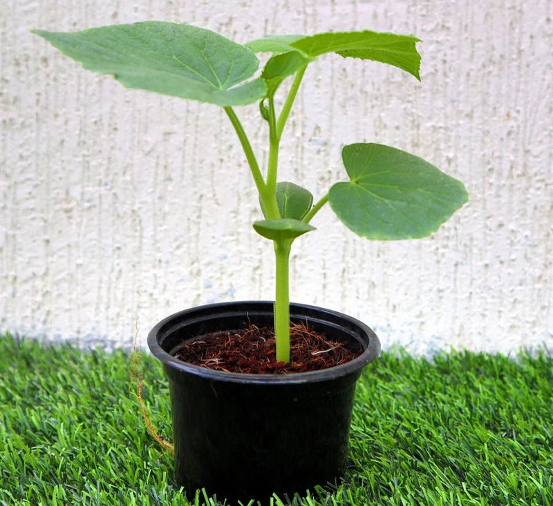 Bottle Gourd Plant | Lagenaria siceraria | Opo squash | Lauki Vegetable Plant 10 - 15 cm - Greensouq - 