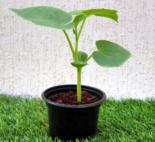 Bottle Gourd Plant | Lagenaria siceraria | Opo squash | Lauki Vegetable Plant 10 - 15 cm - Greensouq - 