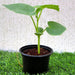 Bottle Gourd Plant | Lagenaria siceraria | Opo squash | Lauki Vegetable Plant 10 - 15 cm - Greensouq - 