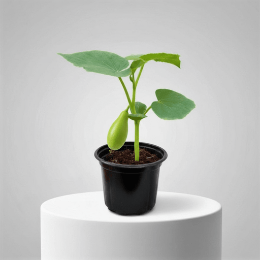 Bottle Gourd Plant | Lagenaria siceraria | Opo squash | Lauki Vegetable Plant 10 - 15 cm - Greensouq - 