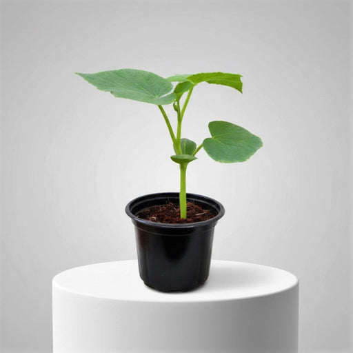 Bottle Gourd Plant | Lagenaria siceraria | Opo squash | Lauki Vegetable Plant 10 - 15 cm - Greensouq - 