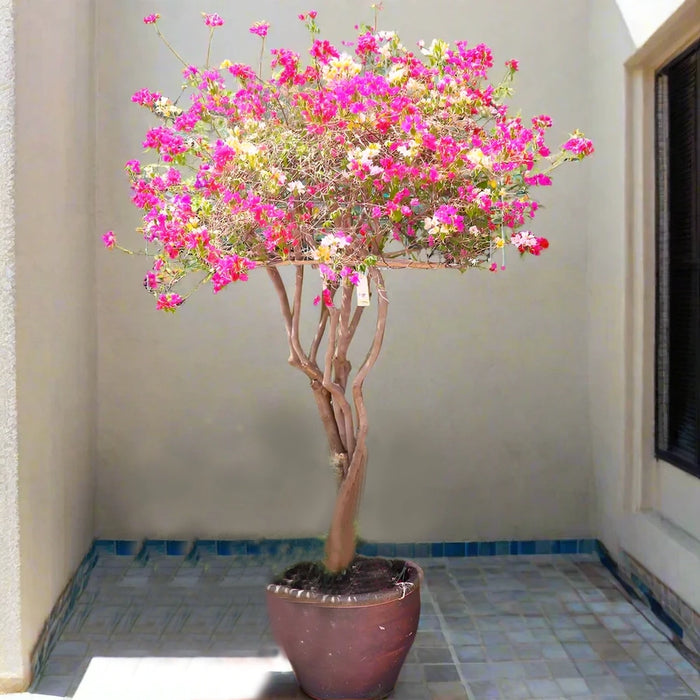 Bougainvillea Specimen "Single Head"