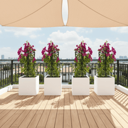 Bougainvillea 1.4 - 1.6m in Grp Square White Pot 40 x 40 - Greensouq - 