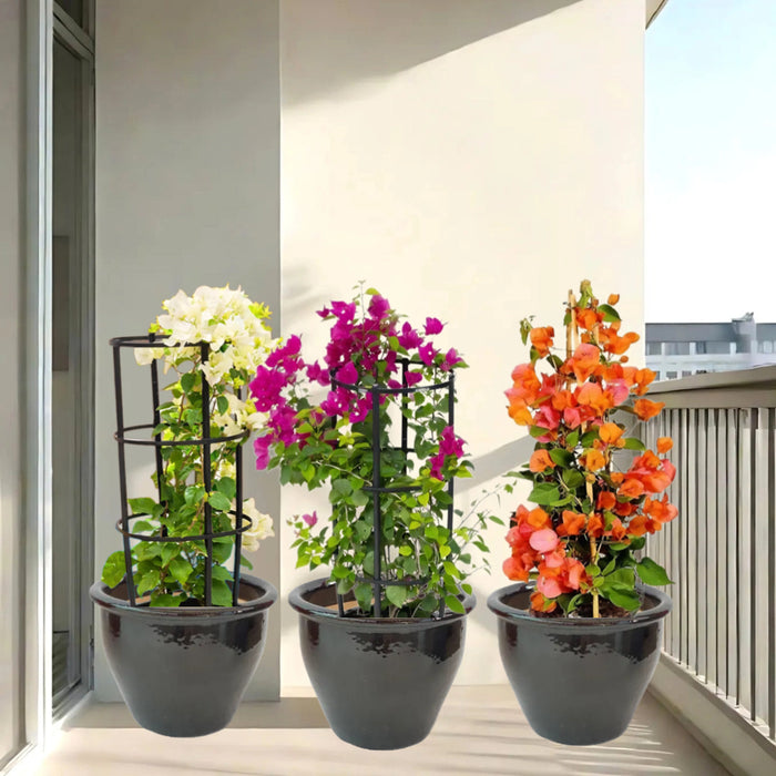 bougainvillea 3 colors in black rolled rim pot