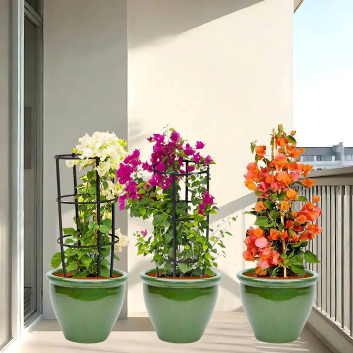 bougainvillea 3 colors in green rolled rim pot