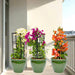 bougainvillea 3 colors in green rolled rim pot