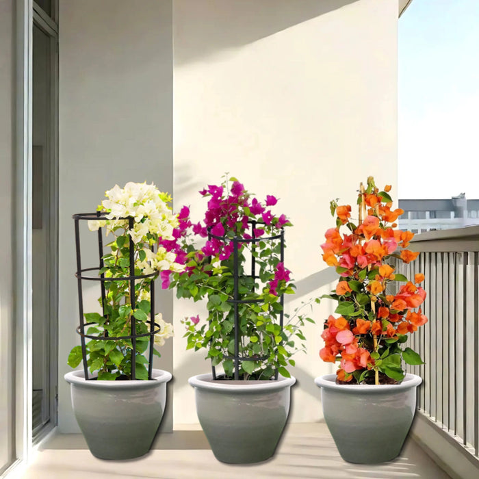 bougainvillea 3 colors in grey rolled rim pot