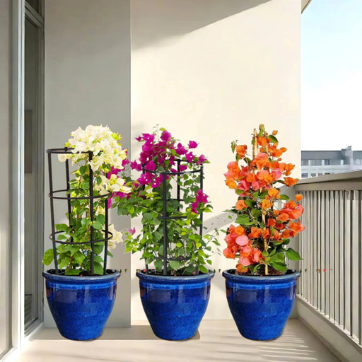 bougainvillea 3 colors in rolled rim pot