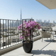 Bougainvillea alexandra "Purple - Paper Flower" - Greensouq - 