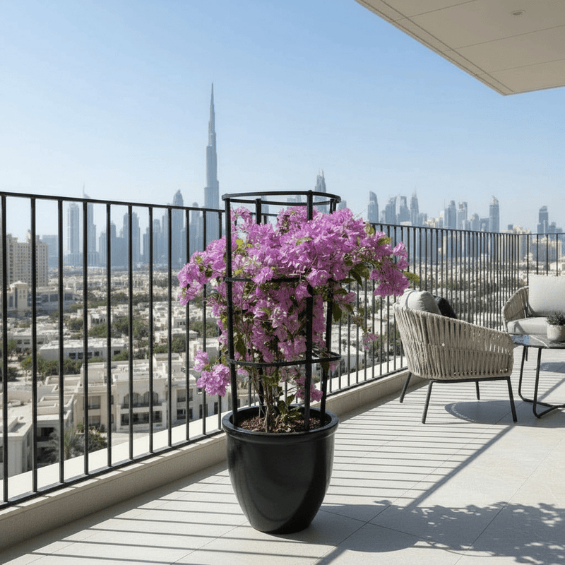 Bougainvillea alexandra "Purple - Paper Flower" - Greensouq - 