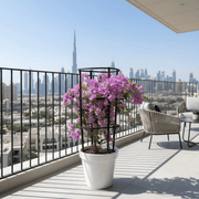 Bougainvillea alexandra "Purple - Paper Flower" - Greensouq - 