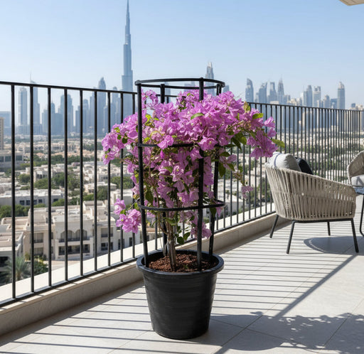 Bougainvillea alexandra "Purple - Paper Flower" - Greensouq - 