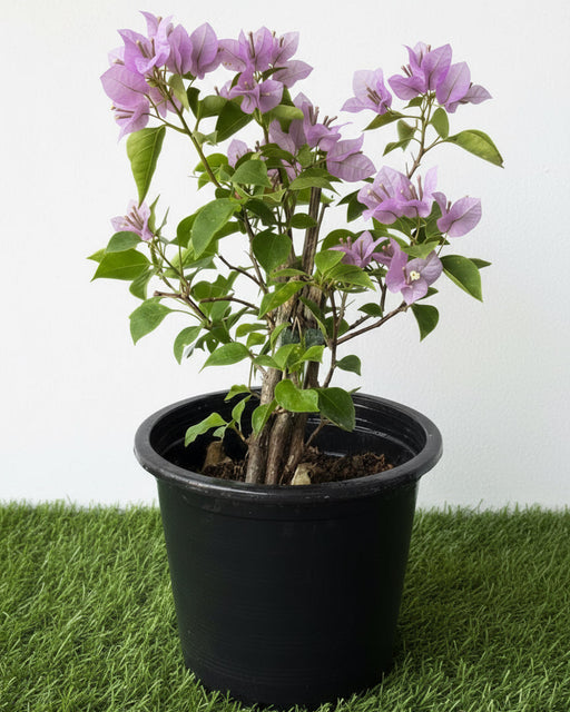 Bougainvillea alexandra "Purple - Paper Flower" - Greensouq - 