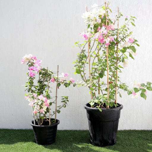 Bougainvillea Cocoice "Coconut Ice" - Greensouq - 
