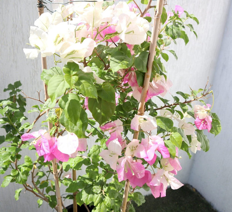 Bougainvillea Cocoice "Coconut Ice" - Greensouq - 