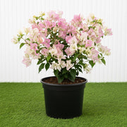 🌸 Bougainvillea Cocoice “Coconut Ice" - Tropical Scent - Greensouq -