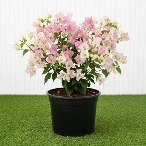 🌸 Bougainvillea Cocoice “Coconut Ice" - Tropical Scent - Greensouq -