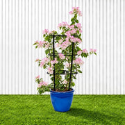 🌸 Bougainvillea Cocoice “Coconut Ice" - Tropical Scent - Greensouq - outdoor