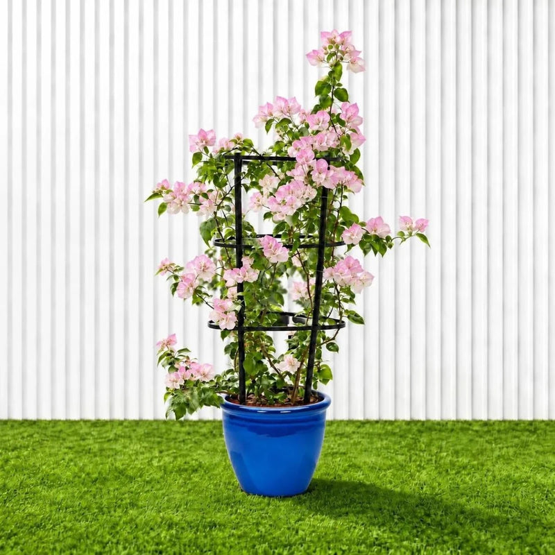 🌸 Bougainvillea Cocoice “Coconut Ice" - Tropical Scent - Greensouq - outdoor