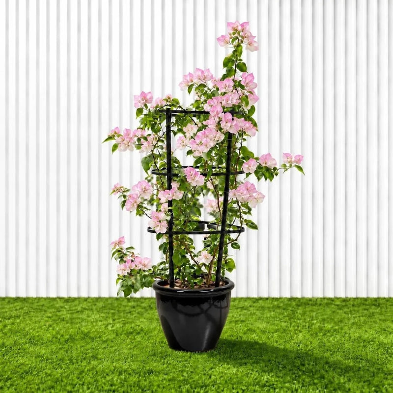 🌸 Bougainvillea Cocoice “Coconut Ice" - Tropical Scent - Greensouq - outdoor