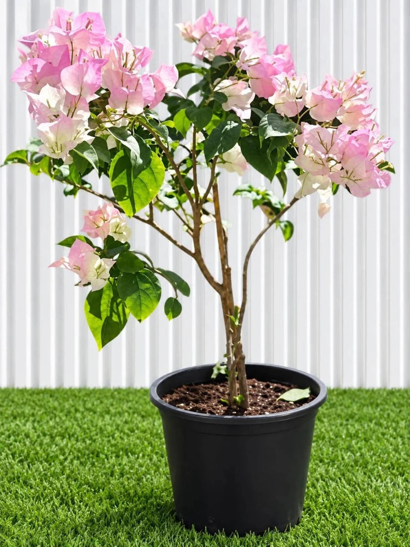 🌸 Bougainvillea Cocoice “Coconut Ice" - Tropical Scent - Greensouq - outdoor