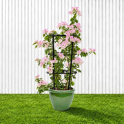 🌸 Bougainvillea Cocoice “Coconut Ice" - Tropical Scent - Greensouq - outdoor