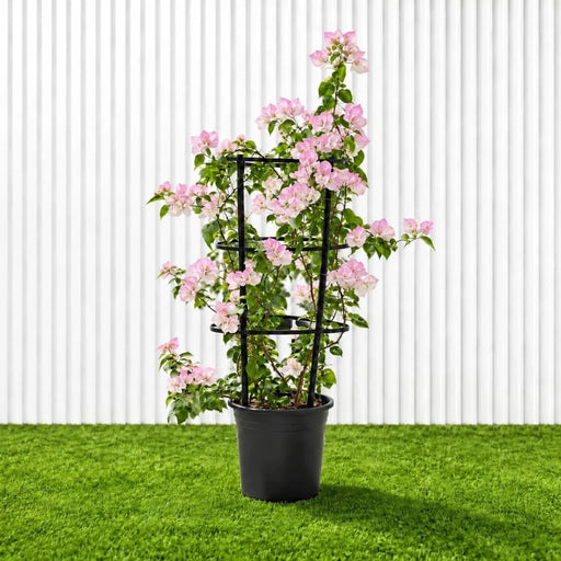 🌸 Bougainvillea Cocoice “Coconut Ice" - Tropical Scent - Greensouq - outdoor