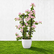 🌸 Bougainvillea Cocoice “Coconut Ice" - Tropical Scent - Greensouq - outdoor