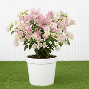 🌸 Bougainvillea Cocoice “Coconut Ice" - Tropical Scent - Greensouq - outdoor