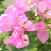 Bougainvillea Cocoice "Coconut Ice (Without stake) - Greensouq - 