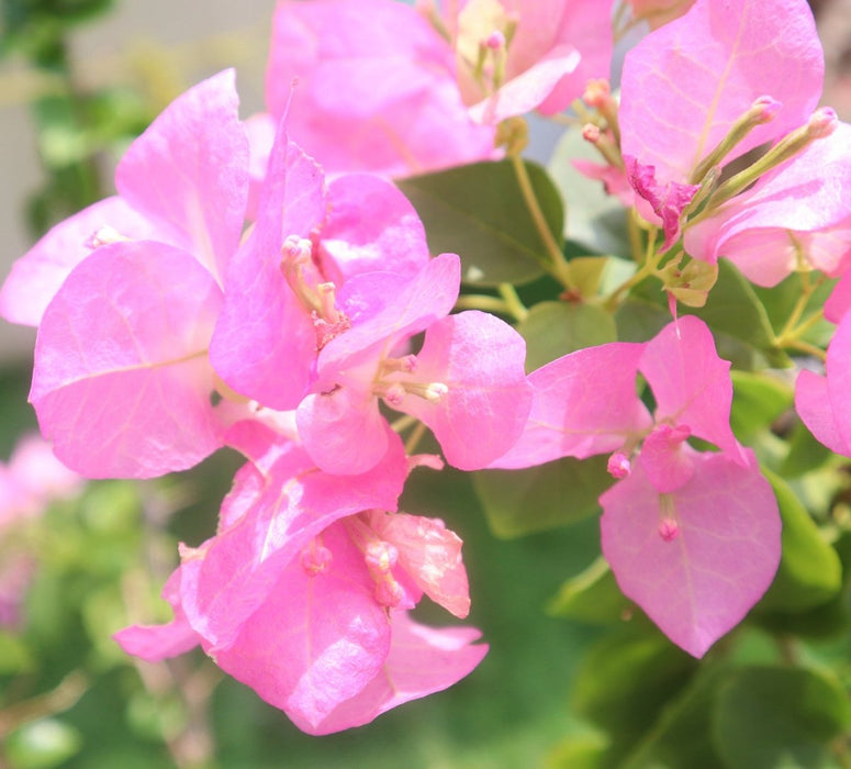 Bougainvillea Cocoice "Coconut Ice (Without stake) - Greensouq - 