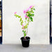 Bougainvillea Cocoice "Coconut Ice (Without stake) - Greensouq - 