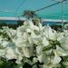 Bougainvillea Glabra "30 to 160cm" White - Greensouq - 