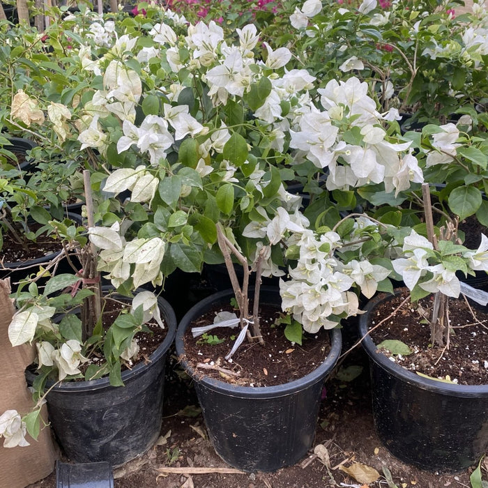 Bougainvillea Glabra "30 to 160cm" White - Greensouq - 