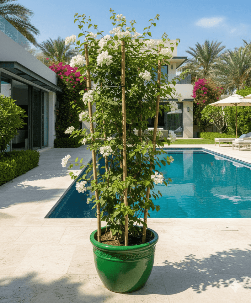 Bougainvillea Glabra "30 to 160cm" White - Greensouq - 