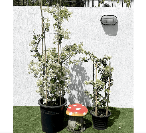 Bougainvillea Glabra "30 to 160cm" White - Greensouq - 