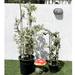 Bougainvillea Glabra "30 to 160cm" White - Greensouq - 
