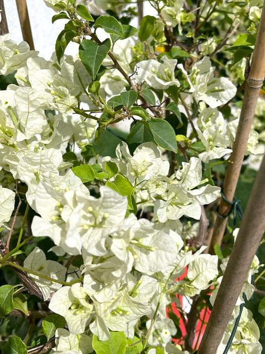 Bougainvillea Glabra "30 to 160cm" White - Greensouq - 